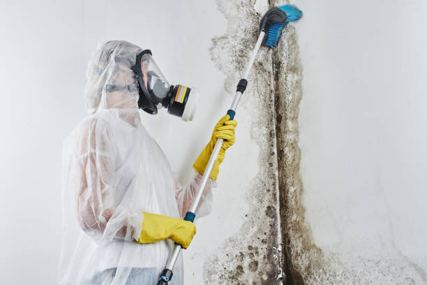 Professional Mold Removal in West Union, IA