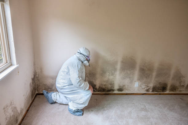 Home Mold Removal